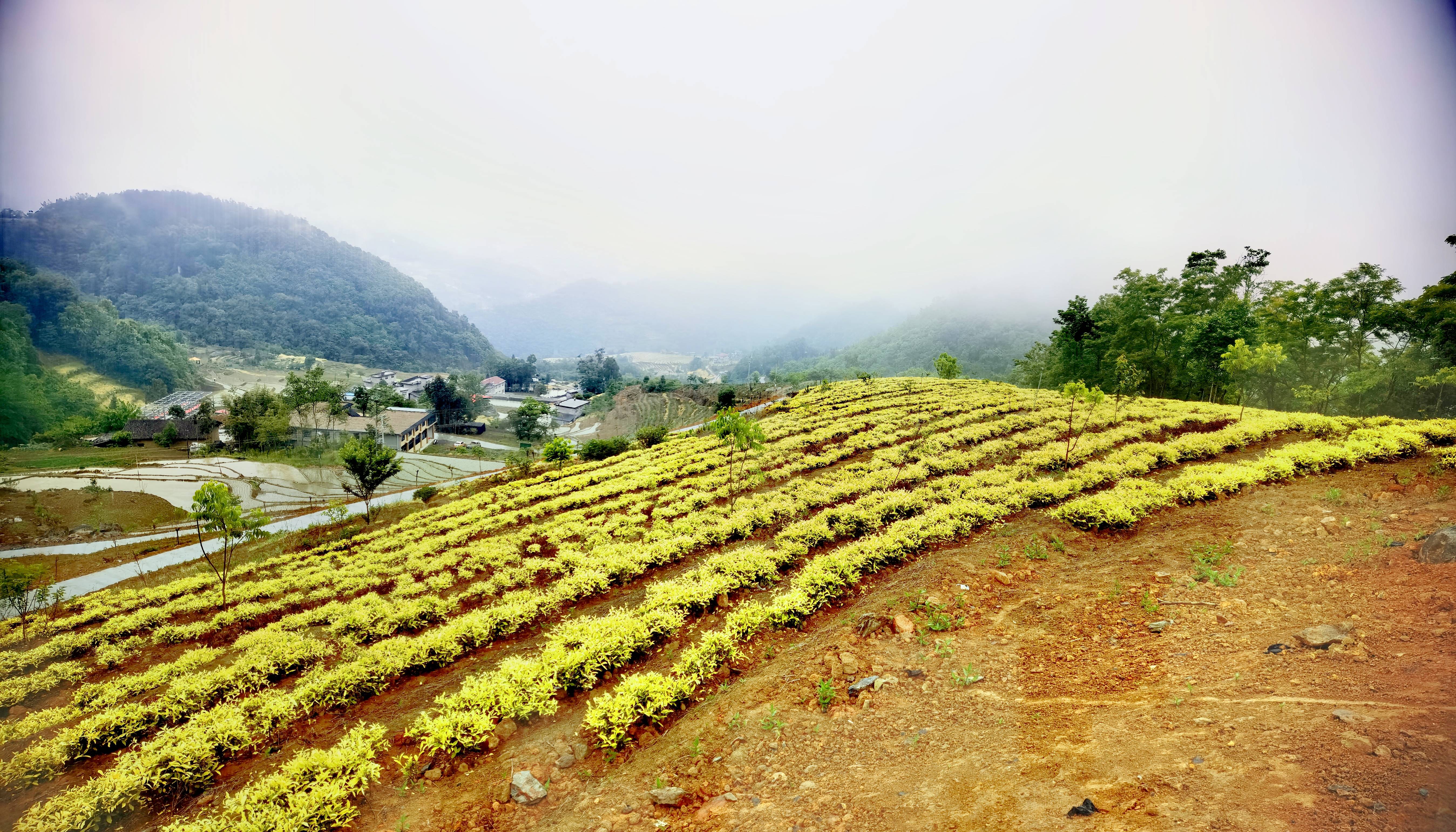 南宫山茶叶形状图片（南宫山风景区最佳游玩线路） 南宫山茶叶外形
图片（南宫山风景区最佳嬉戏
线路）《南宫山茶叶价格》 茶叶资讯