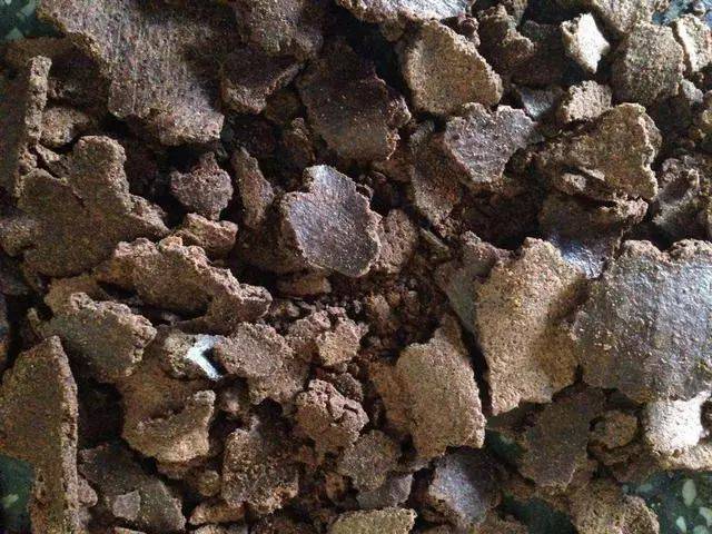 饼粕_棉籽饼_奶牛