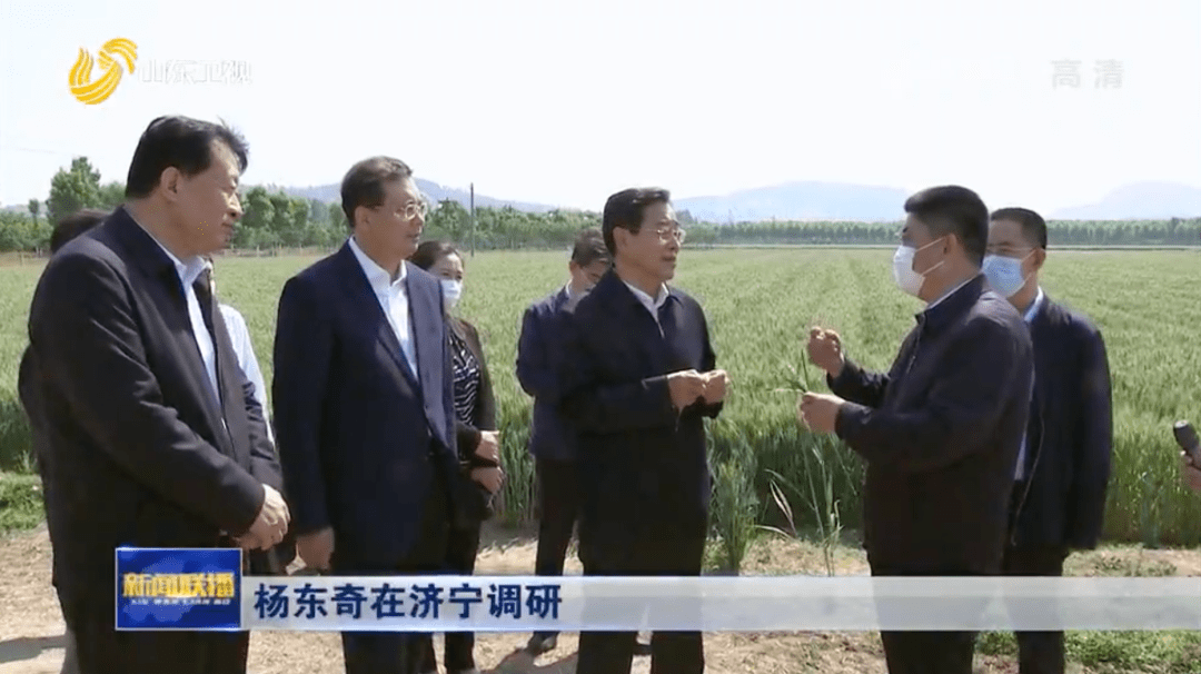 张洪泉排查割青麦作饲料山东做法有看点