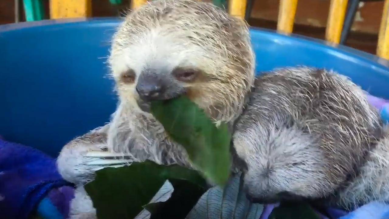 树懒最喜欢吃的食物是一些热量低的树叶,因为树叶有利于消化,不用运动