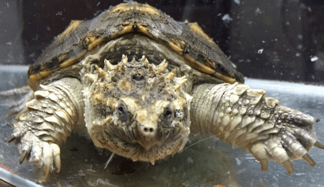 佛鳄龟怎么饲养才凶猛?_野性_眼睛_鼻子