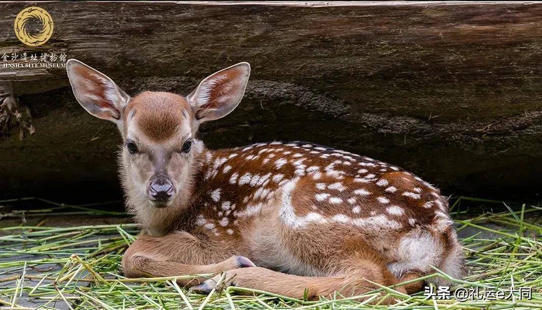 成都金沙今年第一波小鹿诞生萌cry