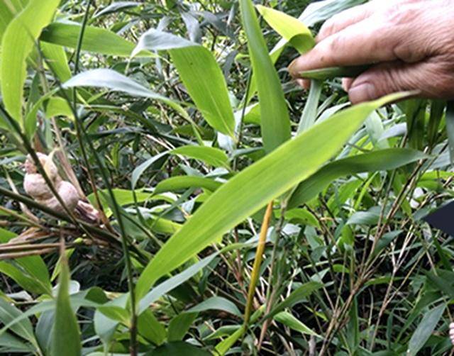 这种野生物,它生长的方式很奇怪,偏偏长在竹子的枝条上,采用寄生的