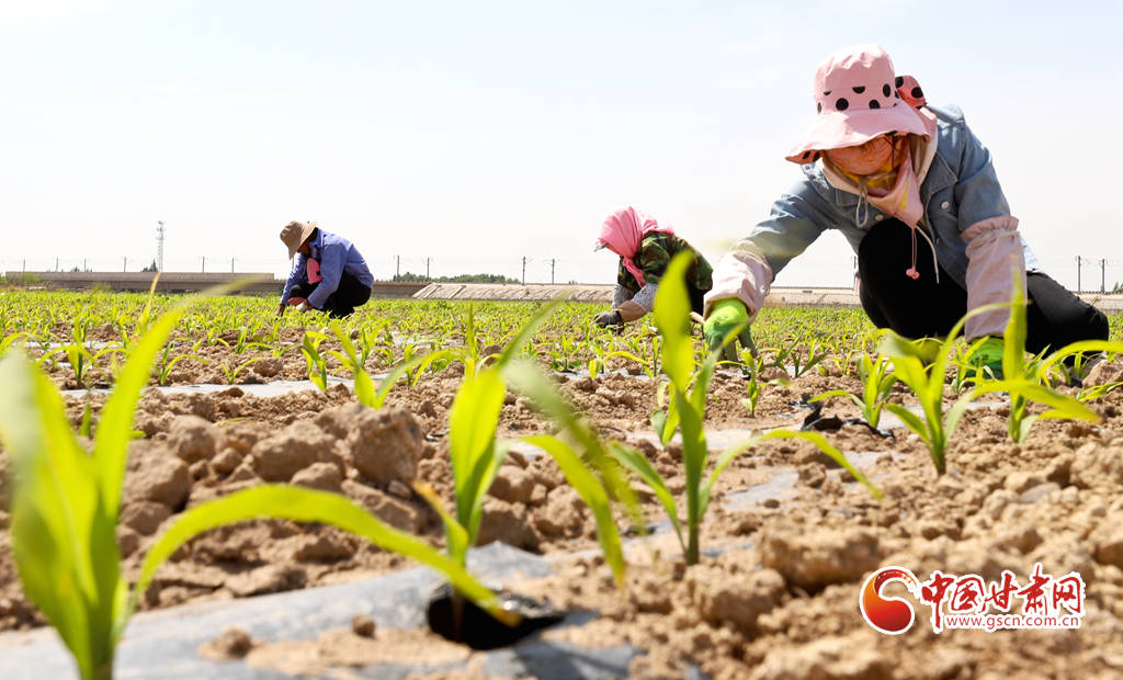 【陇拍客】甘肃临泽:26万亩制种玉米精心管护忙_富强村_新华镇_张掖