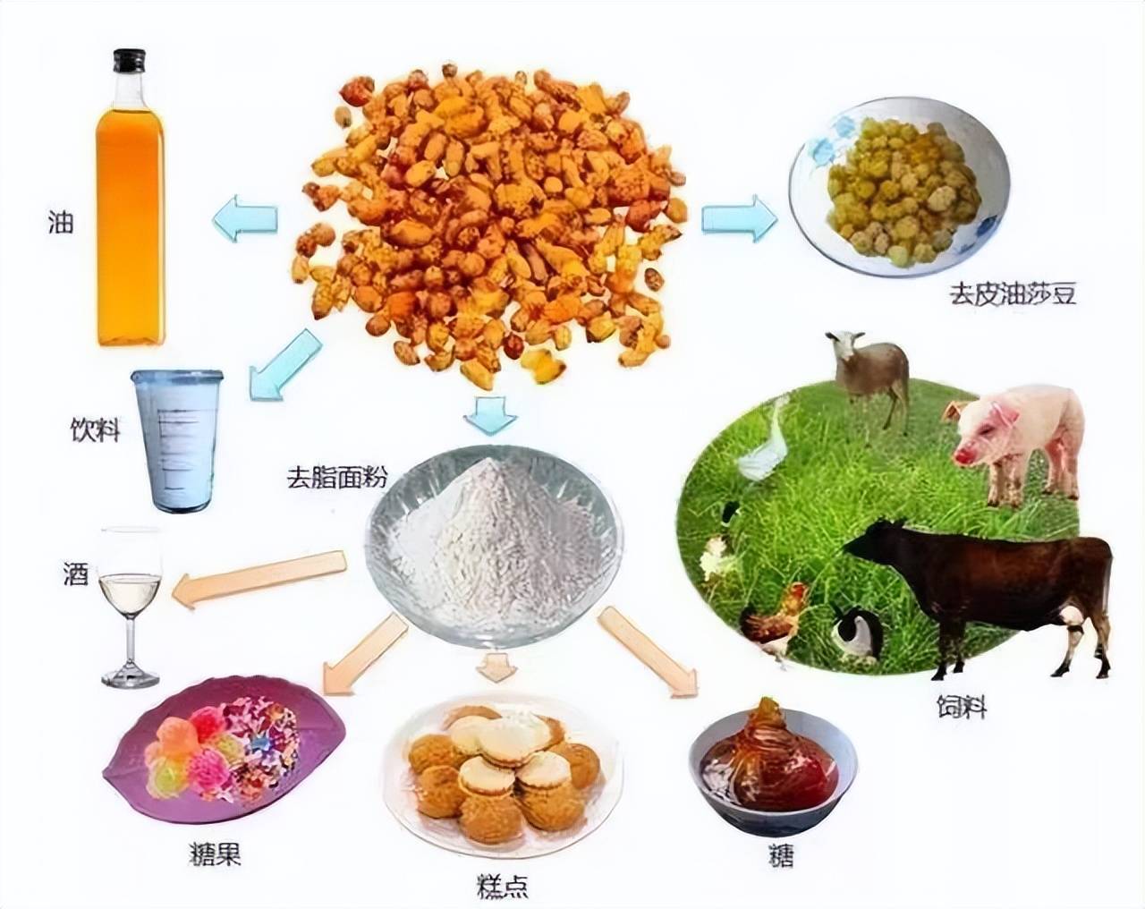 油莎豆农业 千亿级的豆类食品赛道 谁是下一个领跑者 大豆 蛋白质 我国
