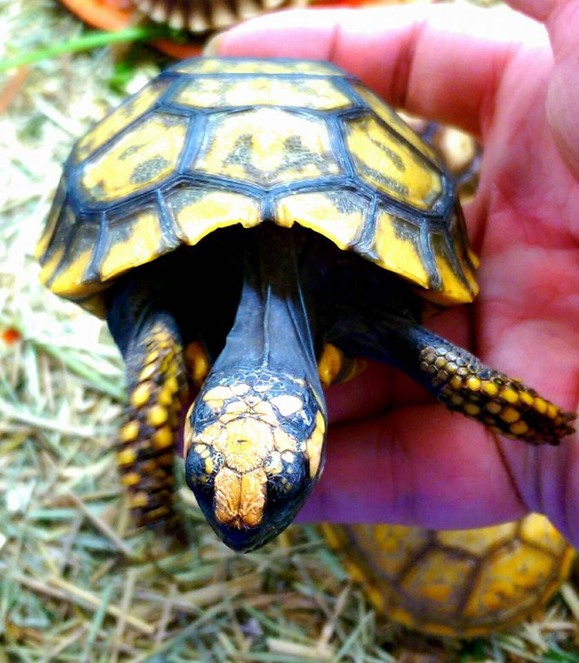 原创黄腿象龟巨人黄腿黄腿陆龟一只聪明的陆龟