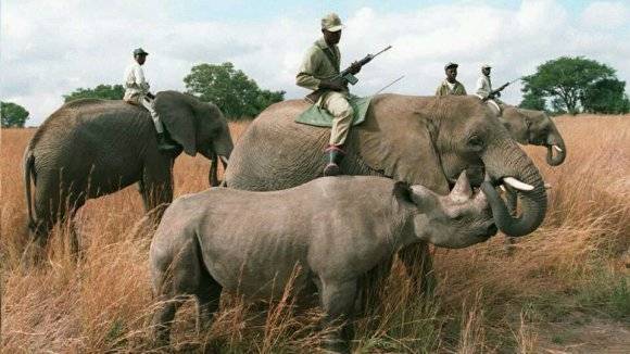 大象平原之战图片