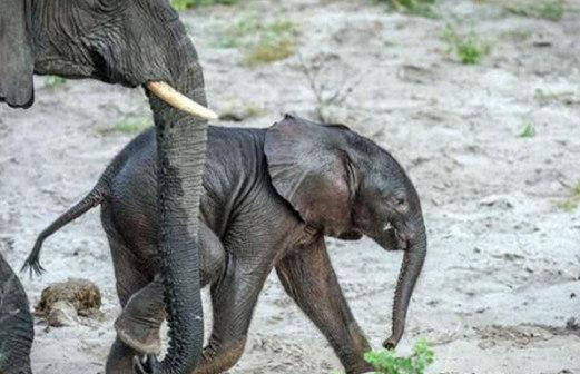 大象妈妈每次走路时都总要用鼻子牵着小象真实原因令人动容