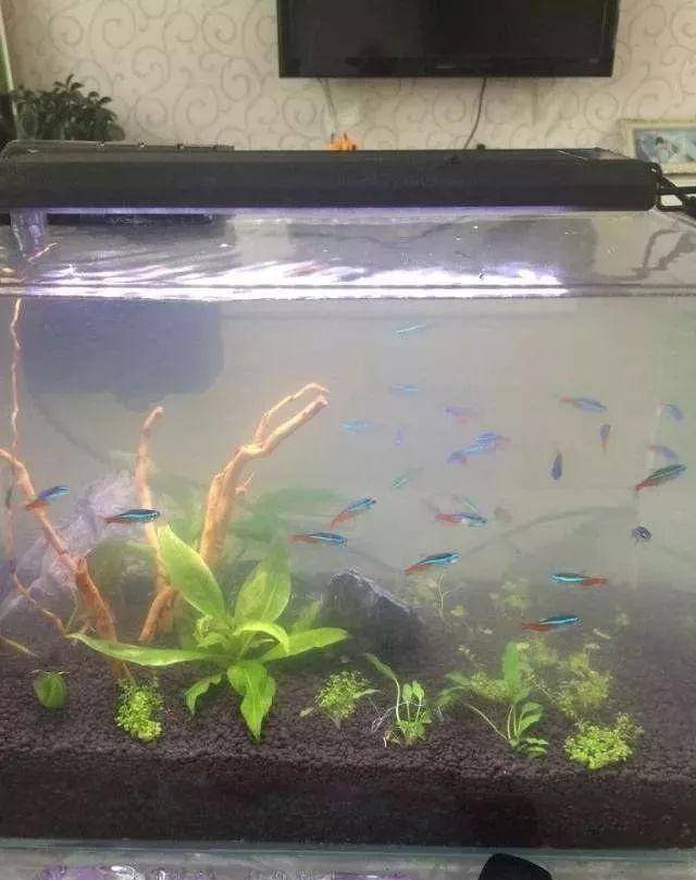 清洗鱼缸,放水下盐消毒,用浓盐水养一周,去除异味和有害的物质.