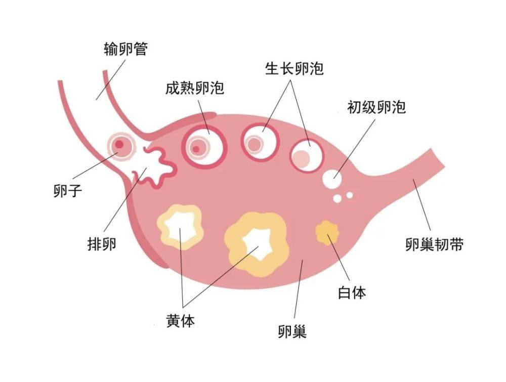 月经来了一周多还不走，宫茹清提醒女性朋友当心这个病