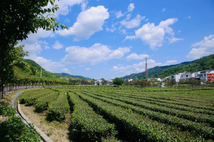 【遇见陕茶遇见你】去平利来场说走就走的“茶之旅”！