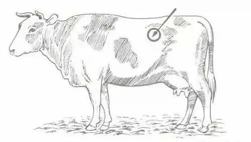 犊牛瘤胃鼓气可能会要了它得命