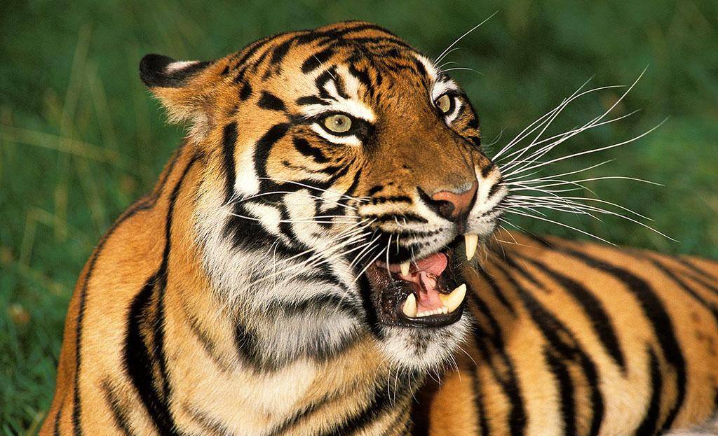 陆地上最凶猛的10大动物排行榜（下）