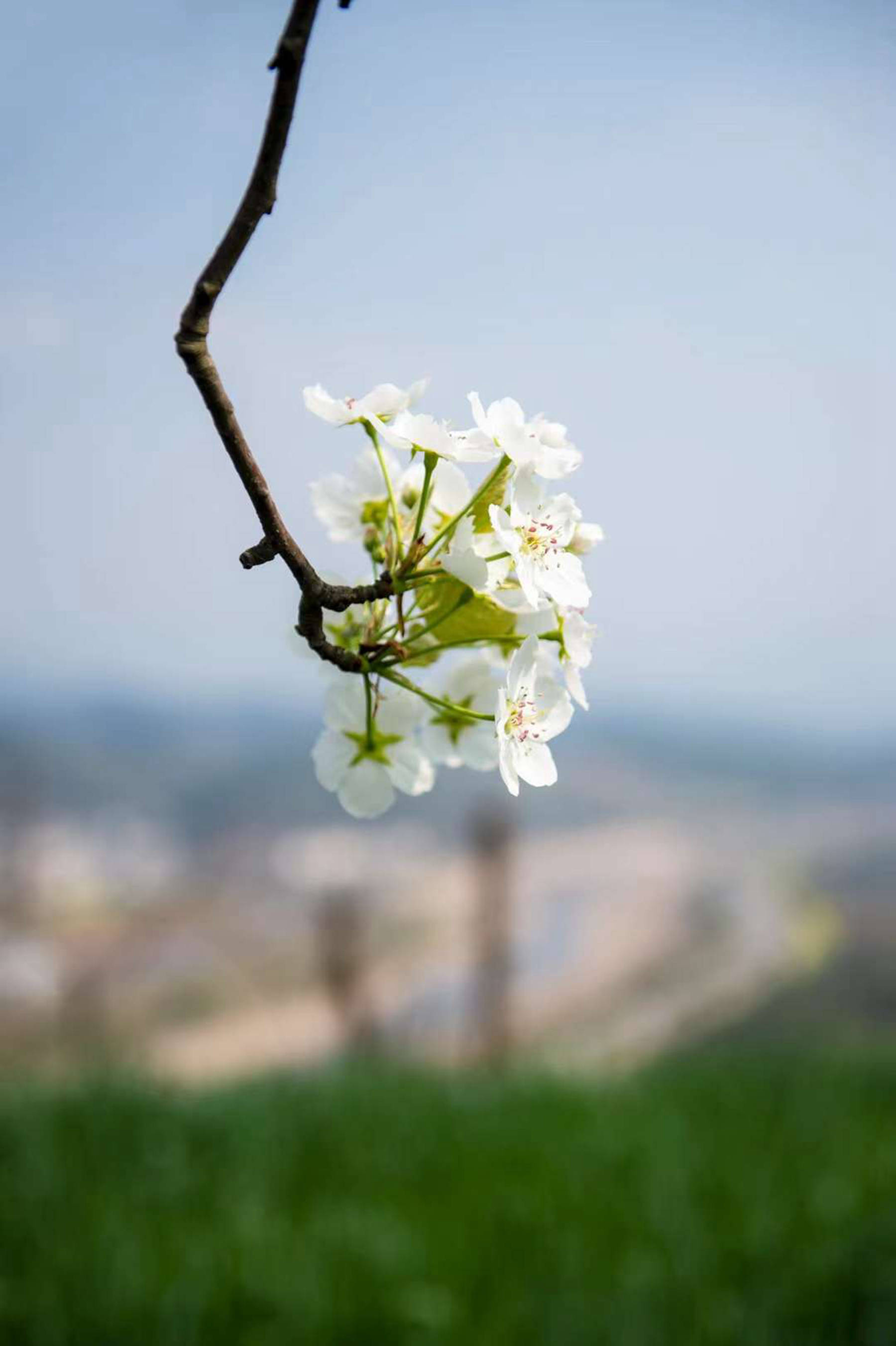 千树万树梨花开广元城梨花已经景美如画有图有真相