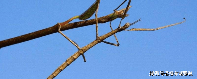 昆虫界的拟态天花板兰花螳螂