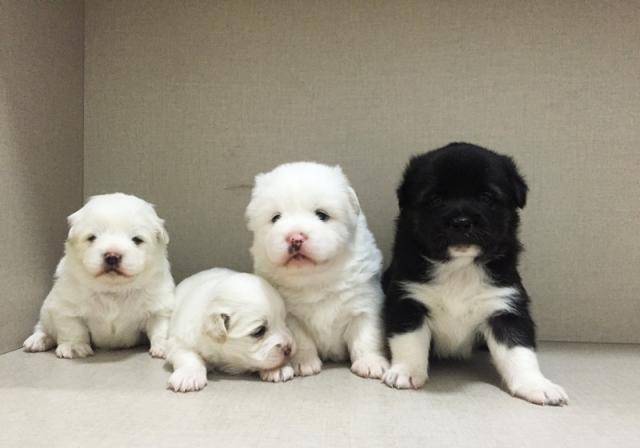 你以为生着生着没墨了很厉害,生着生着突然跳闸才是最高境界_差别