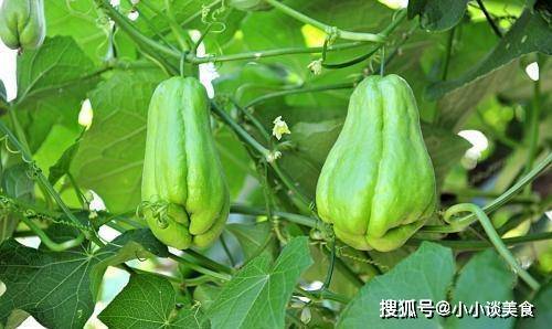 人到中年想长寿 不妨多吃此食物 能养心安神 降压补脑 显年轻 丝瓜 功效 佛手瓜