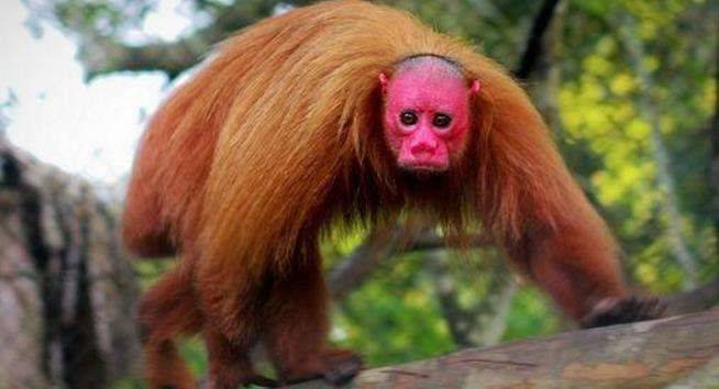 世界上最丑的猴子满脸通红没有头发如今已濒临灭绝