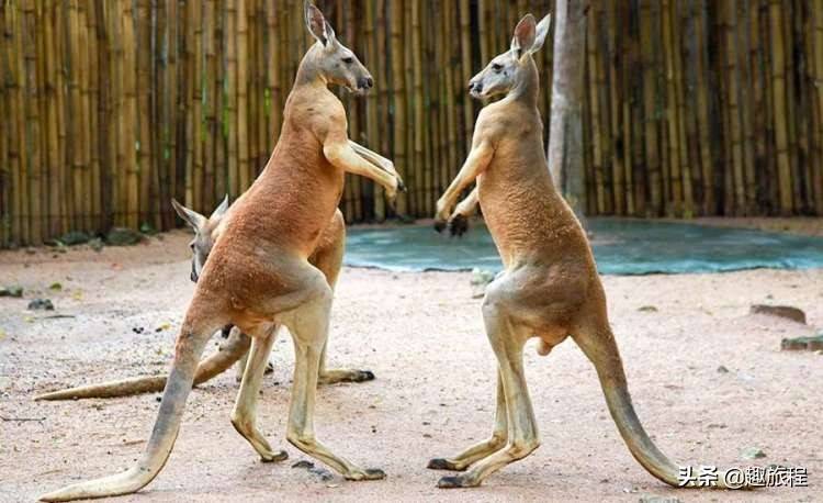 深圳野生動物園年卡來啦全家總動員一同來感受神奇的動物世界