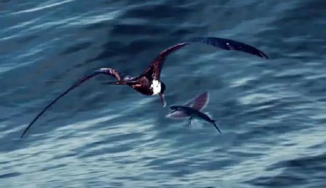 而尖尾雨燕却是脚趾三前一后的鸣禽,而这也是飞行速度比较快的鸟类最