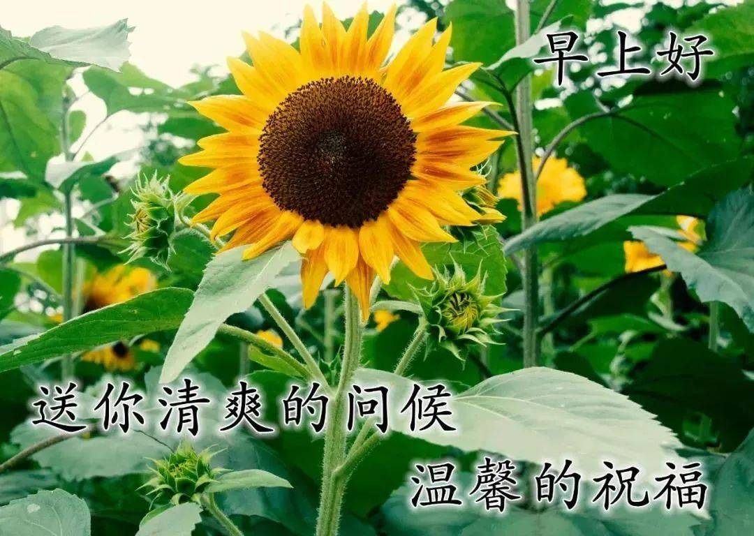 早上好 清新大自然图片