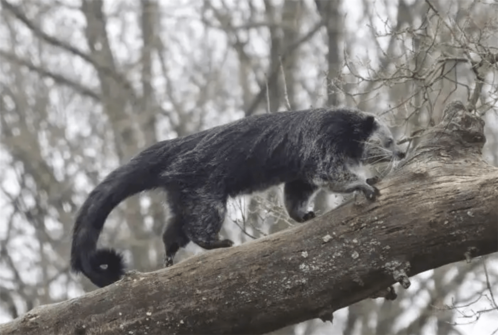 用长尾巴缠绕树干,倒挂着身体采食果实_榕树_活动_动物