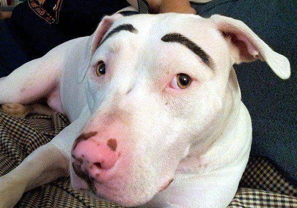 汪星人配上蜡笔小新,画风清奇,网友:太美了,我不敢看_眉毛_电影_主人