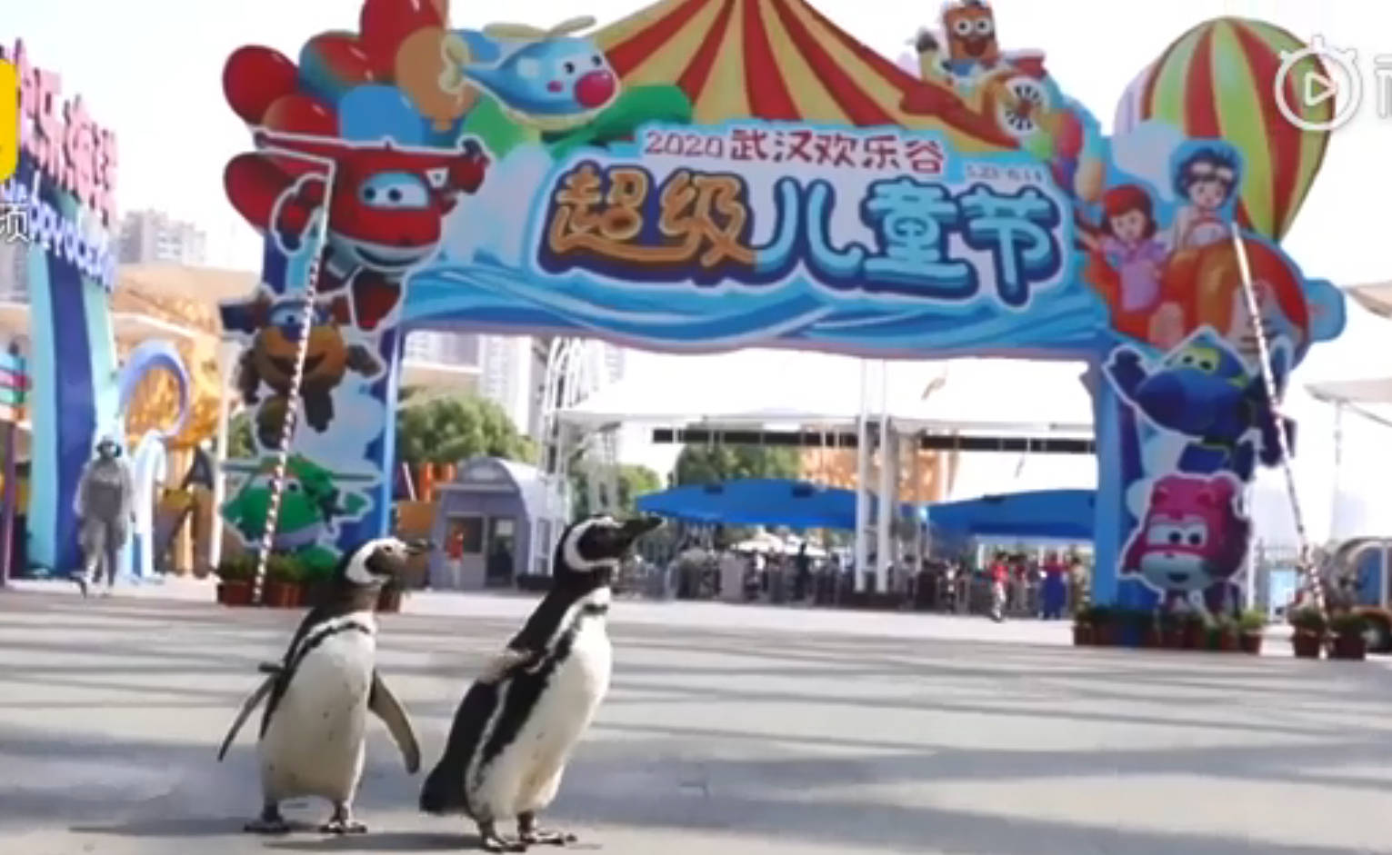 武汉欢乐谷出现两只企鹅游客，场面很暖心，工作人员也意想不到