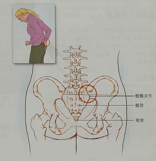 女人腰骶部在哪图片