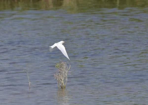 原创稀奇新乡凤泉湖惊现白色燕子专家可能是白化引起