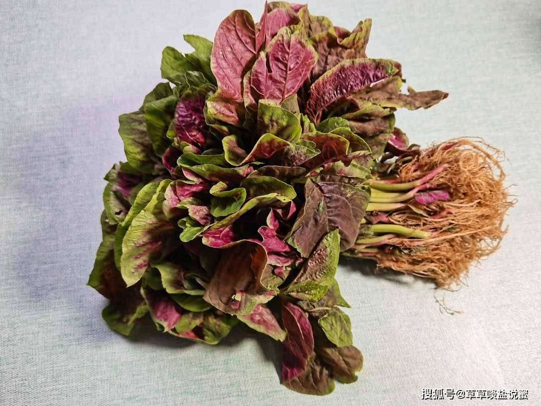 確實,紅莧菜無論從外觀或營養價值,都符合女人.呦吼,這老闆有文化呀.