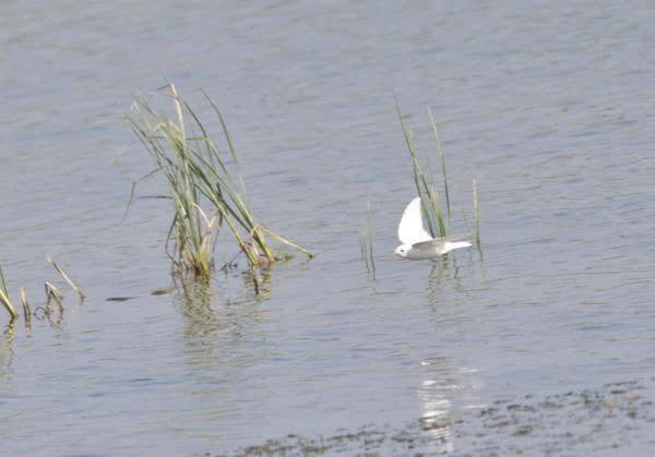原创稀奇新乡凤泉湖惊现白色燕子专家可能是白化引起