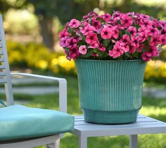 开花劳模长春花7个色 花美色艳 天天都爆花 分枝 花量 进口