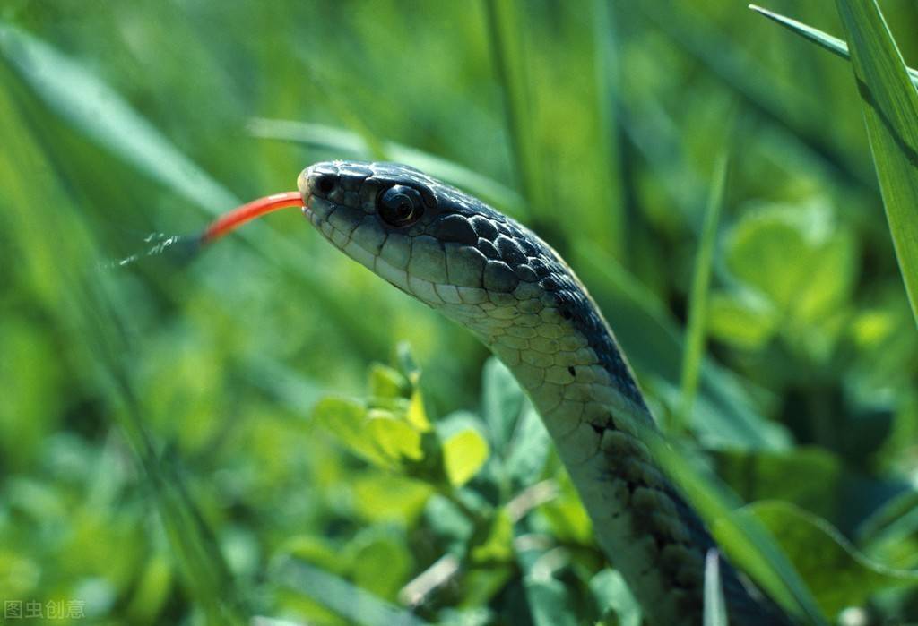原创中国五大毒蛇第一名让人闻风丧胆