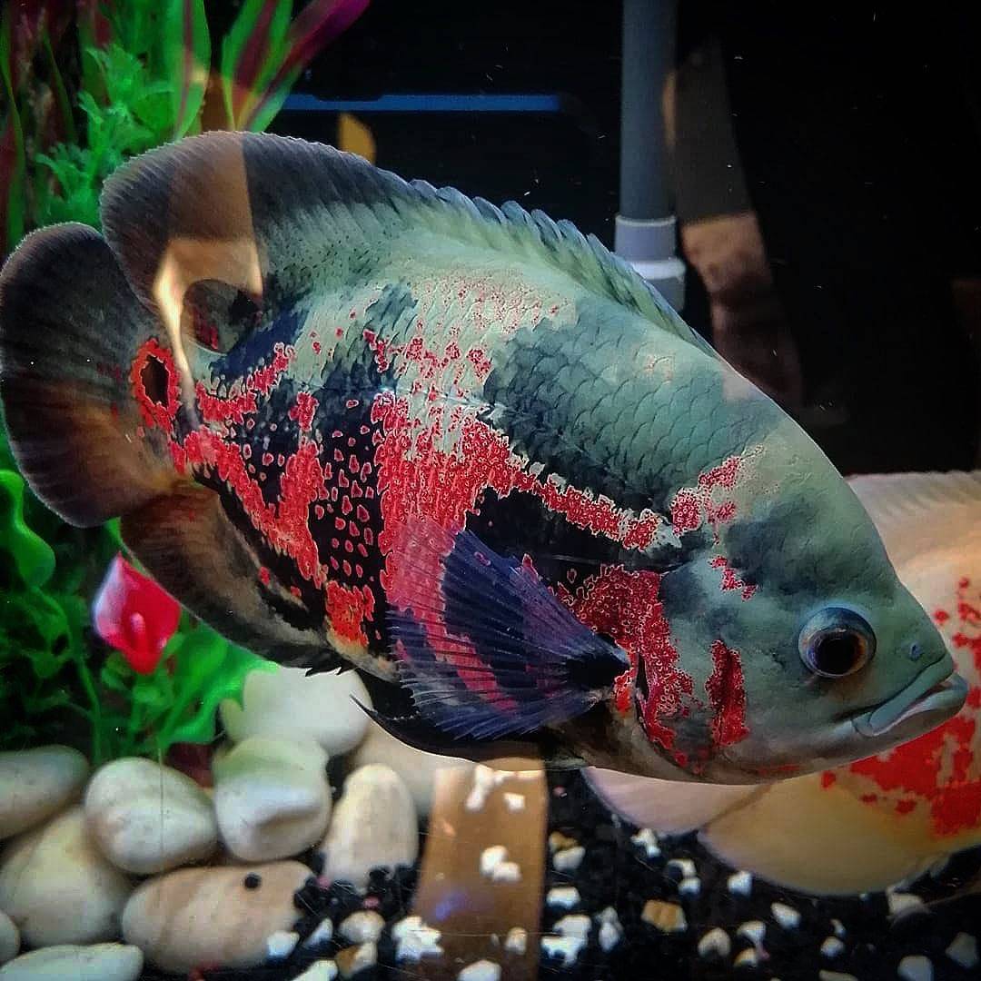 红色随机地形成了虎纹地图鱼的体表色彩,有点像老虎的黑黄相间纹路,故