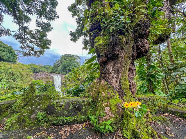 彩虹之乡夏威夷徒步，雨林野果丛生，飞瀑清泉，妹子直呼太美了