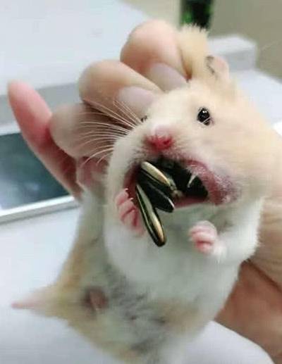 仓鼠冬眠狂塞瓜子?主人当场抓获,并从嘴里"缴获"28颗瓜子!