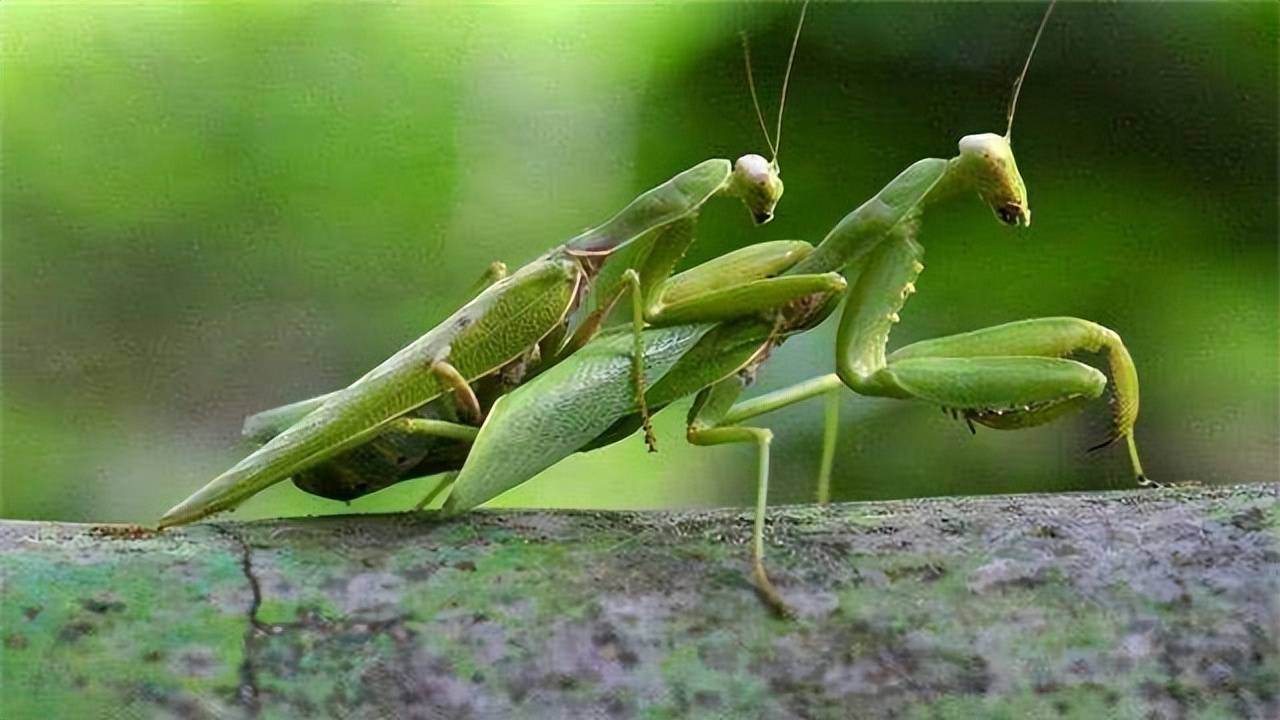 母螳螂在吃自己的丈夫时,为什么雄螳螂不反抗也不逃走?