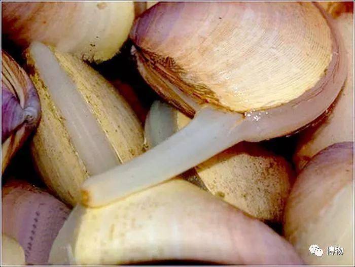 周伟食品古菜叫做燥子蛤蜊