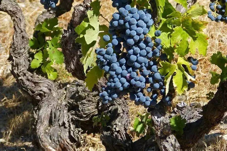 稀少珍贵市面难找老藤葡萄酒真的会更好喝吗富隆酒业