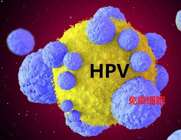 免疫细胞疗法让女性摆脱hpv高危阳性预防宫颈癌