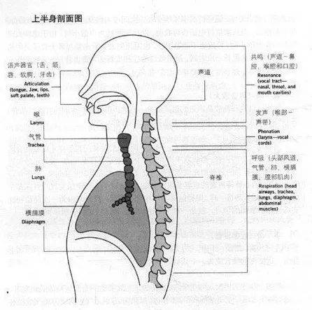 麦声教育坚持做这个日常训练让你学会使用胸腹联合式呼吸发声