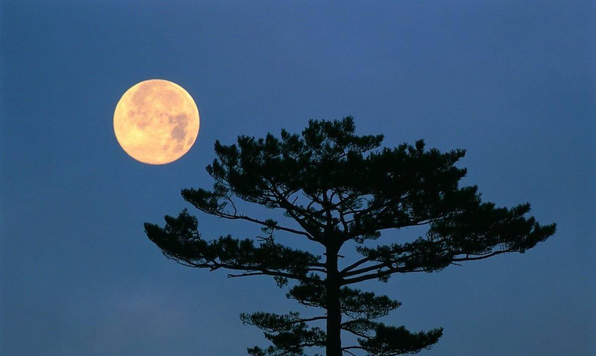 王安石杜甫半夜值班睡不着，月光下各写首妙诗，一忧一喜难分高下