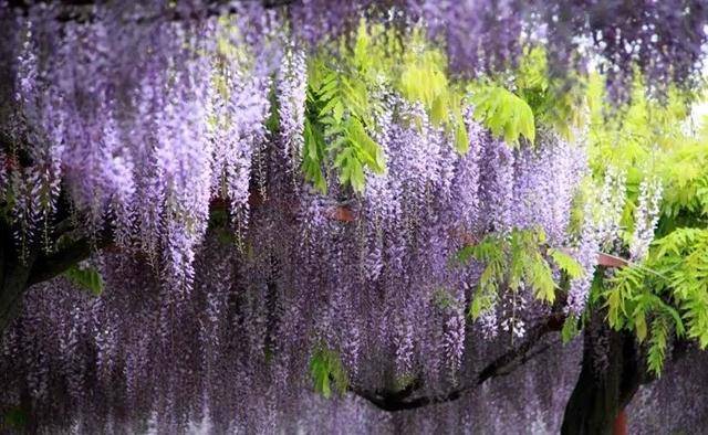 “春有紫藤，夏有凌霄”！仲春时节，适宜与紫藤来一场浪漫之约