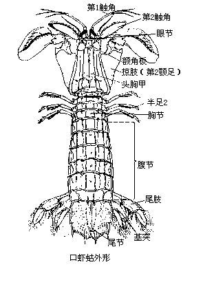 螳螂虾结构图图片