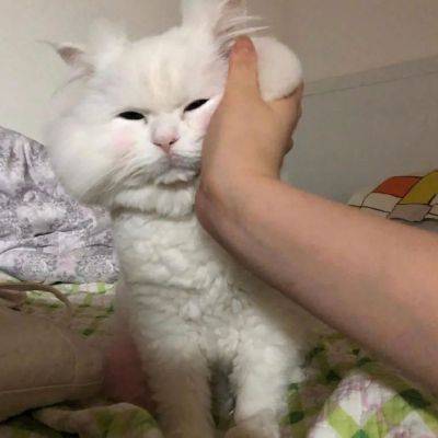 可爱萌宠头像,用手捏脸胖嘟嘟的萌宠太爱了