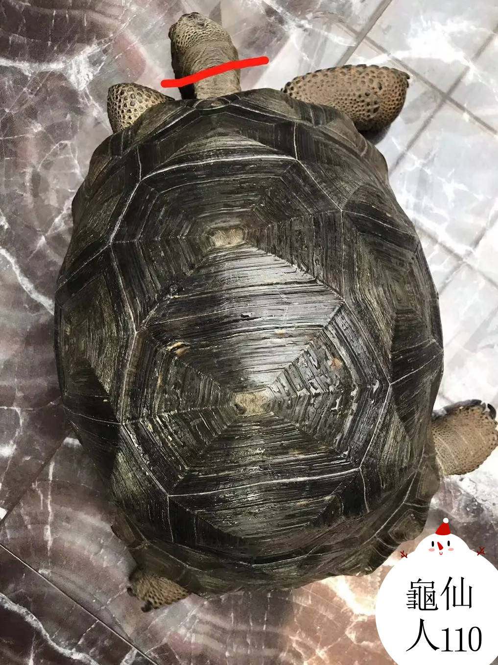 原创达尔文的脚步探索陆龟奥秘看完亚达和加拉别傻傻分不清了