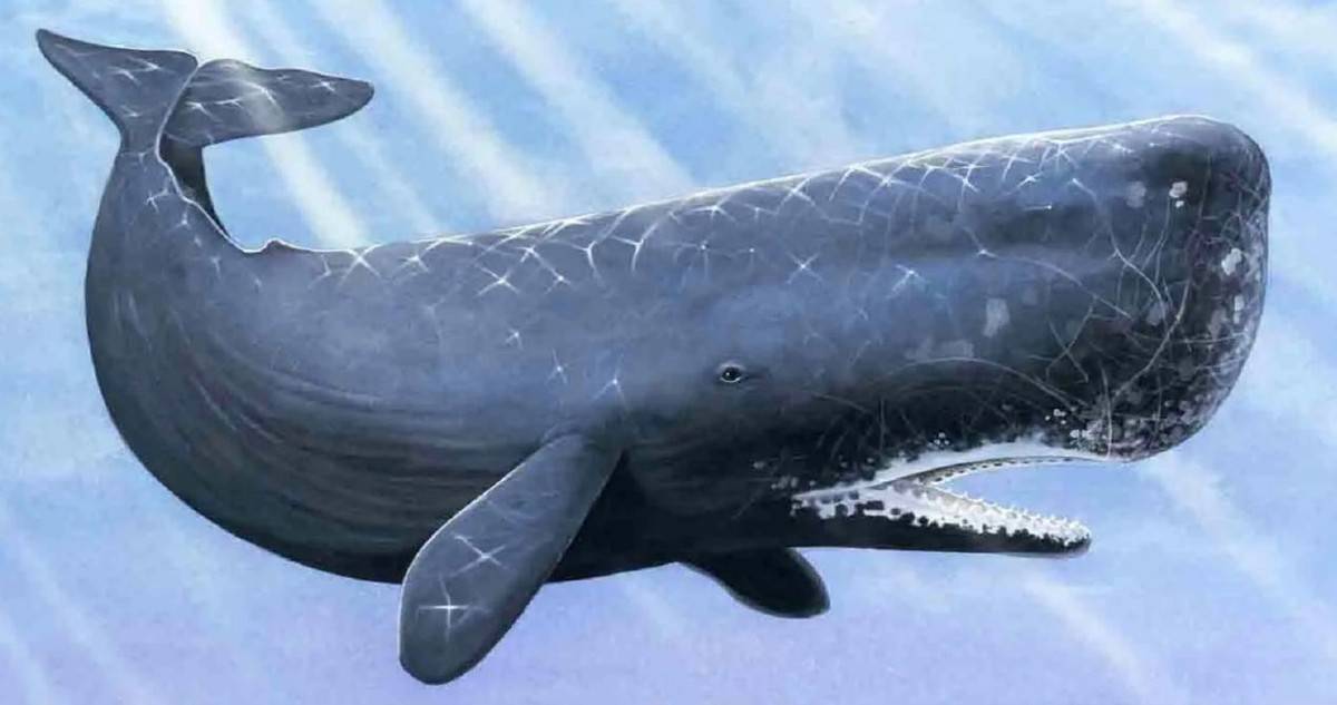世界上最大的抹香鲸图片