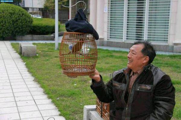 嫩底的"原毛画眉鸟",为什么敢说是打斗高台的苗子?