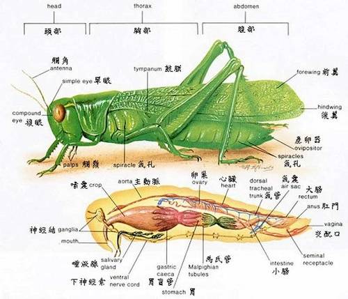 螳螂前足结构图图片